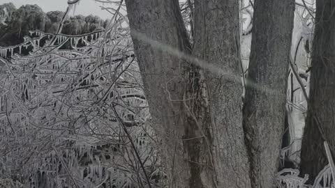 Winter Wonderland at Point Pelee Provincial Park