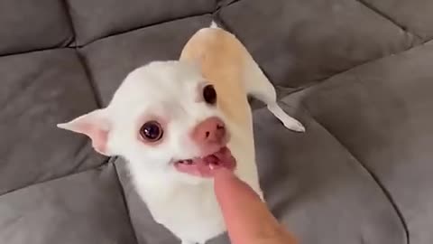 Dog funny video