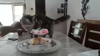 Crazy kitty making me dizzy