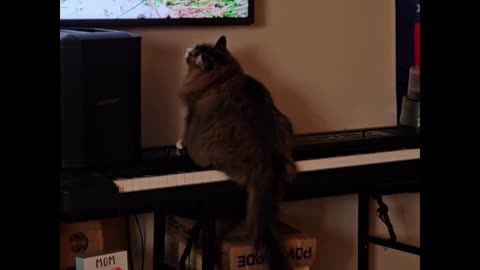 Petunia The Norwegian Forest Cat watches Cat TV