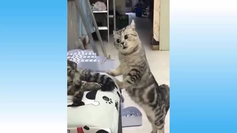 Top Funny Cat Videos of The Weekly - TRY NOT TO LAUGH #108