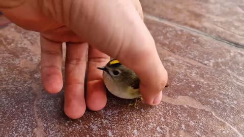 THE BIRD WAS DYING ON OUR BALCONY