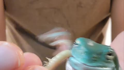 Feeding Dumpy a Freshly Molted Superworm