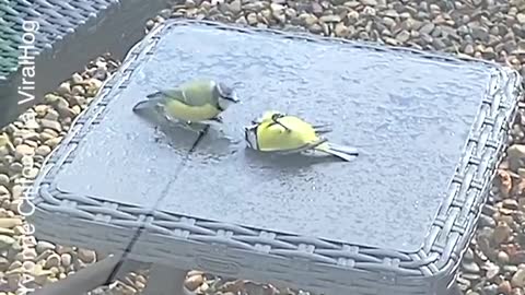 Bird Revived by Friend After Bumping Into Window