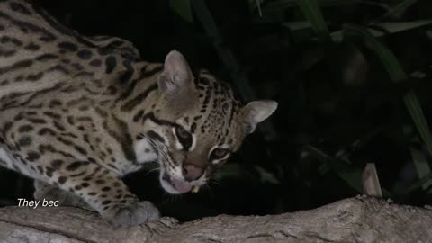 Epic Showdown_ JAGUAR AND ANACONDA Fight In Jungle - Who Will Prevail