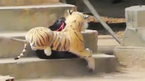 "Street dog startled by fake lion."