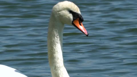 Swan Swim Water Bird Pride Water Bird Plumage