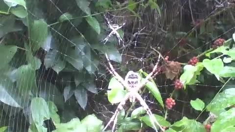 2 garden spiders in the park near the forest, there leaves and fruits around [Nature & Animals]