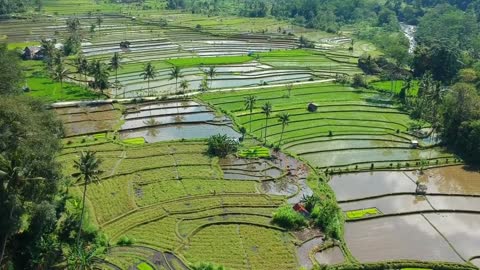 The Natural Beauty on the Island off Bali