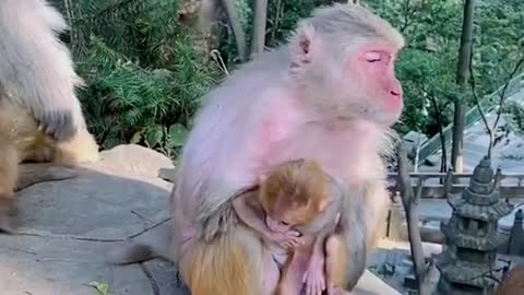 This monkey mother is too rude to take her baby