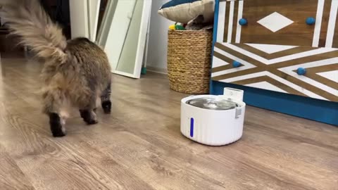 My Dogs And Cats are Thrilled With the Milk Fountain