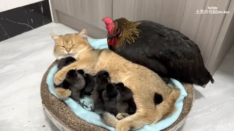 The hen was surprised!Kittens know how to take care of chicks better than hens.Cute andinteresting😊