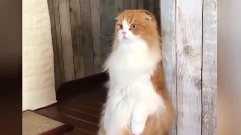 Funny cat videos