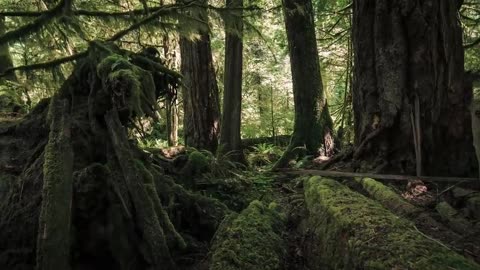 Time lapse of Canadian nature