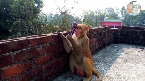 Mirror Vs Monkeys | OMG Very Very Funny,Comedy And Cute Reactions By Monkeys-Part -1