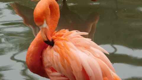 Orange duck