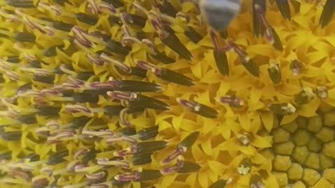 Bee 🐝 collecting pollen from sunflower..Hd video.