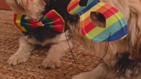 Funny Dog Video That Cure Your Bad Day 🤣😂