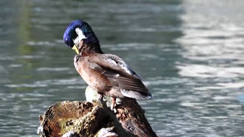 duck on tree