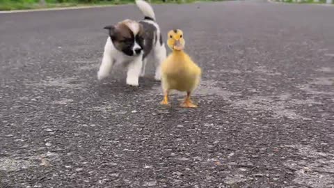 Daily Racing Fun with the Little Dog and the Yellow Duck