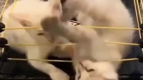 Cat wwe wrestling 🤣😂🤣