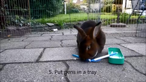 30 bunny tricks in 2 minutes.