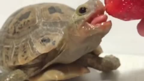 Cute tortoise 🐢 easting strawberry 🍓