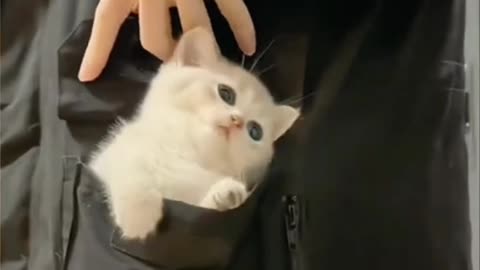 Cutest & Funny Kitten's Ever