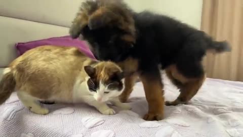 German Shepherd Puppy Meets Cat for the First Time