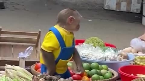 This monkey is definitely a pet you w...