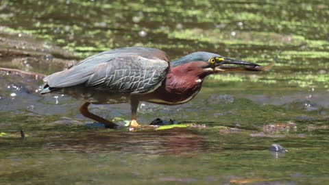 Green Heron Fishing