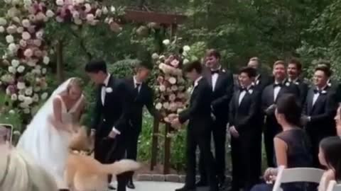 What a smarl dog❤️❤️💝#dog #dogs #wedding #doglover