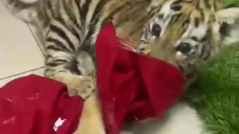 Rescued baby tiger cub from being kept as a pet