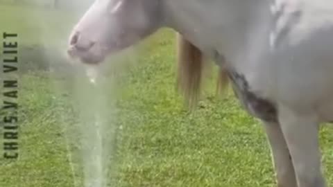 Funny animal video horse 🐴 video