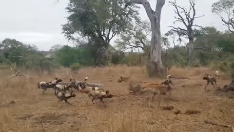 "🐾🦴 Wild Dogs' Fury: Shredding Hyena for Food Theft! Intense Wildlife Clash!"