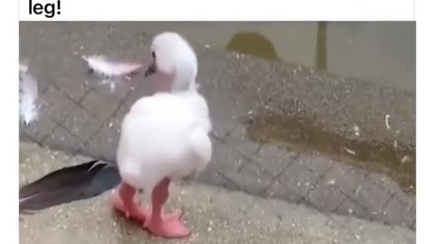 Baby Flamingo's First Steps: Learning to Stand on One Leg!