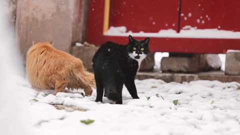 Black cat and orange cat are in the snow