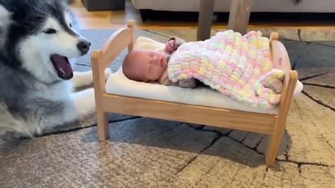 Wolf Pack Surround And Protect Newborn Baby! (Cutest Ever!!)