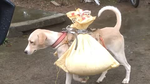 Dog Helps Humans with Heavy Load