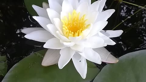 Water Lily