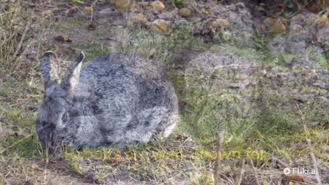 "Discovering the Fluffy World of Rabbits: Fascinating Facts You Might Not Know"