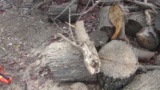 Concrete Stirrups in Nature vs Stirrups in Engineering, trees win hands down why Tree Growth Rings