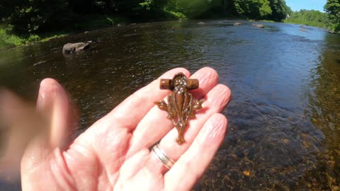 Hunting the Piscataquis river, Maine in June