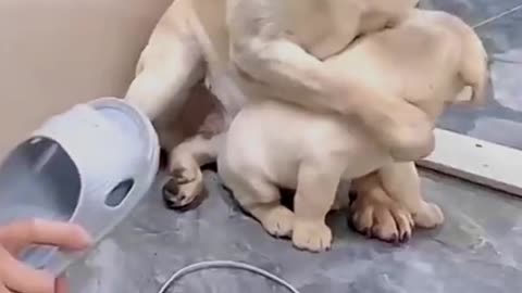 Dog save baby hard touching vedio