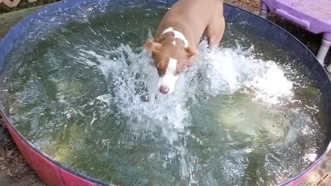 Splish Splash Fun for Pups