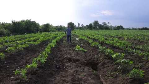 Cashew Cultivation and Cashew Nut Harvesting in My Village-14