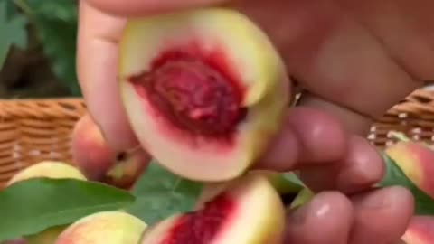 Chinese chestnut opening 🌰#259#shorts #video