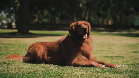 Human personality influences canine behavior.