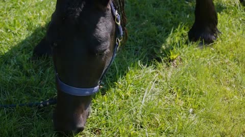 Hose sprays down and washes a black horse as it grazes grass in a field