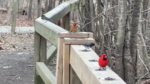 Beautiful bird variety of Toronto